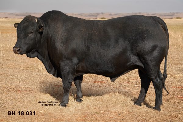 Lot 13 Photo