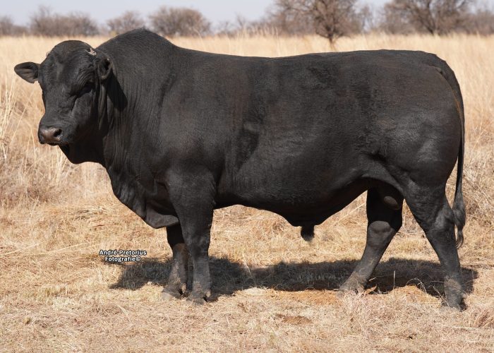 Lot 1 - BH 22-201 (1)