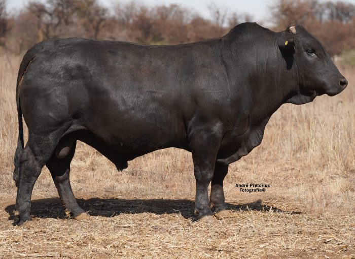 Lot 11 BH20-31