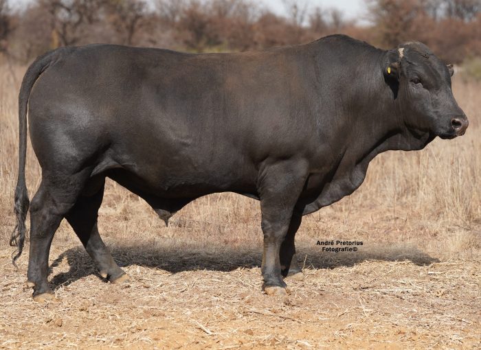 Lot 13 BH20-47