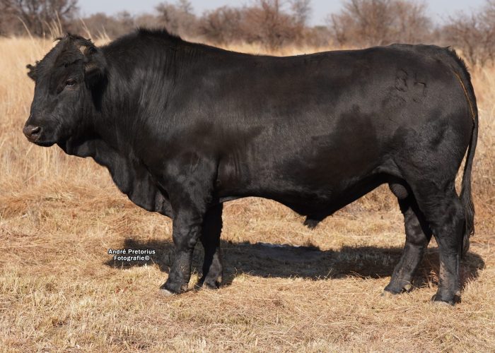 Lot 19 - BH 22-172 (2)