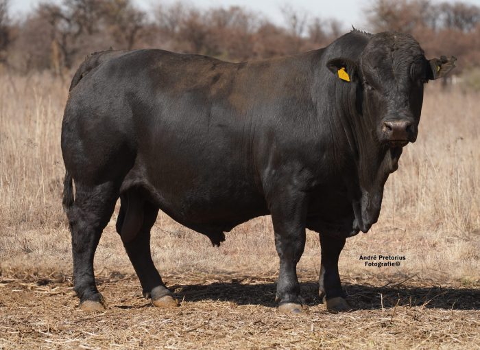 Lot 19 BH20-73 (3)