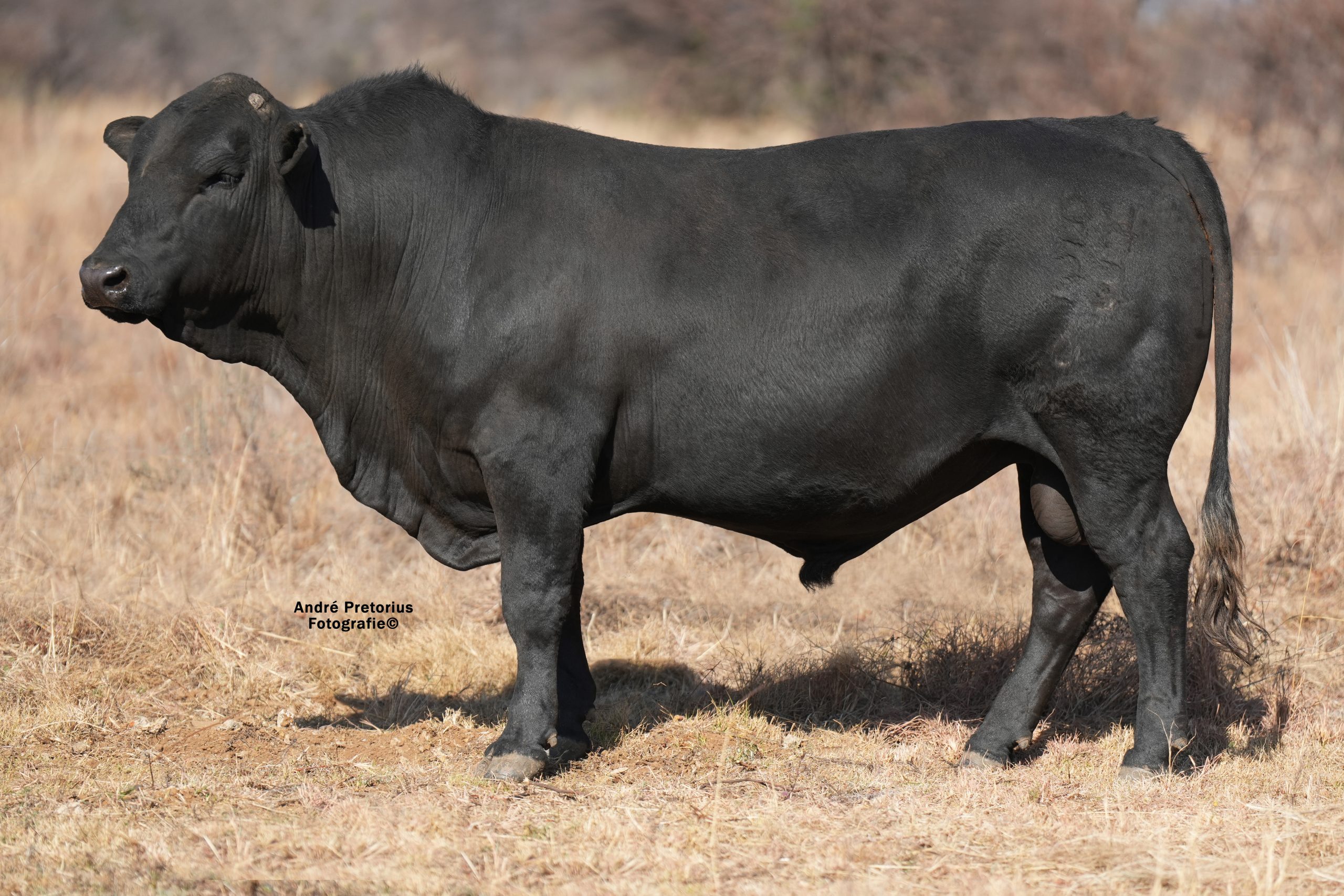 Lot 10 - BH23-06