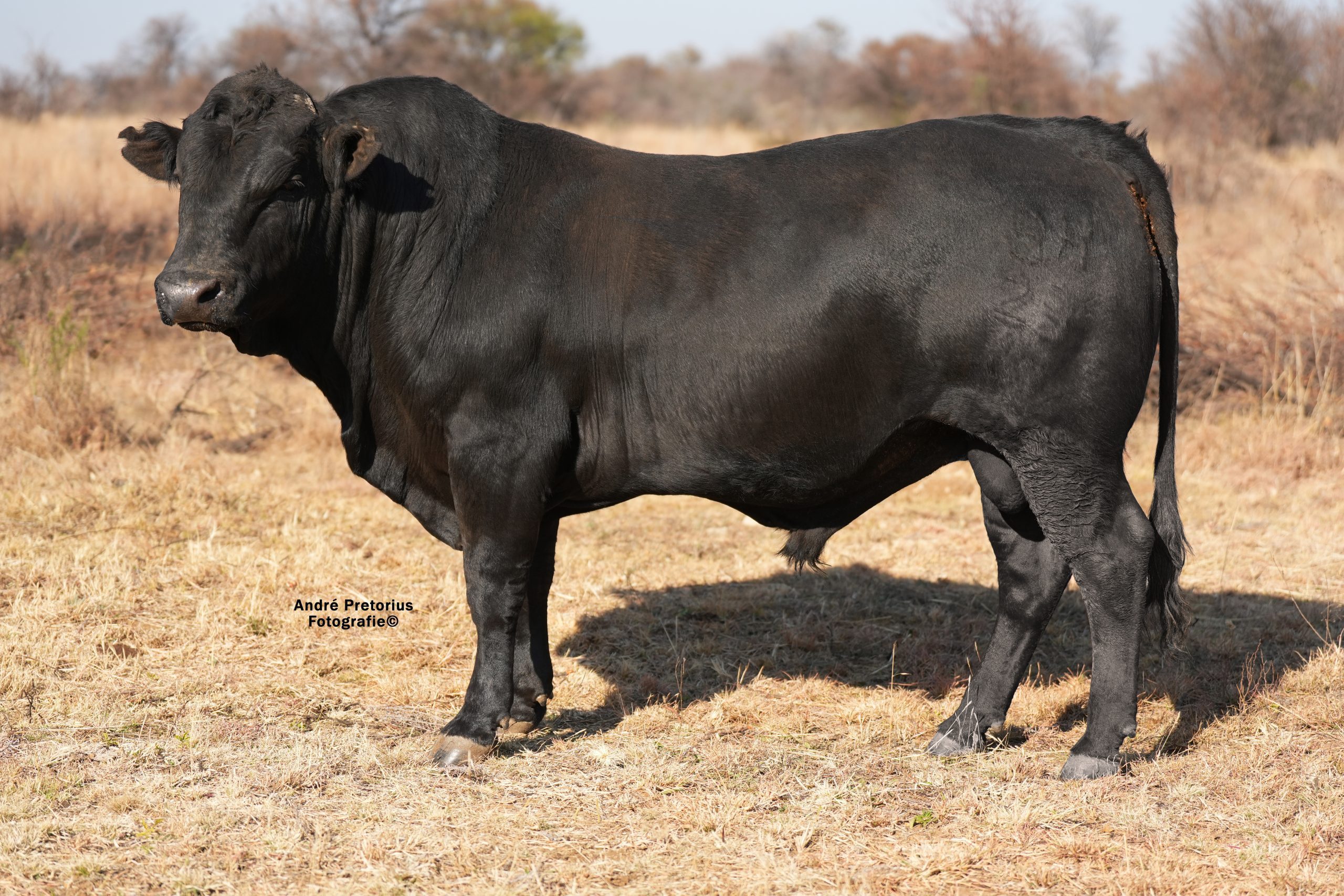 Lot 11 - BH23-67