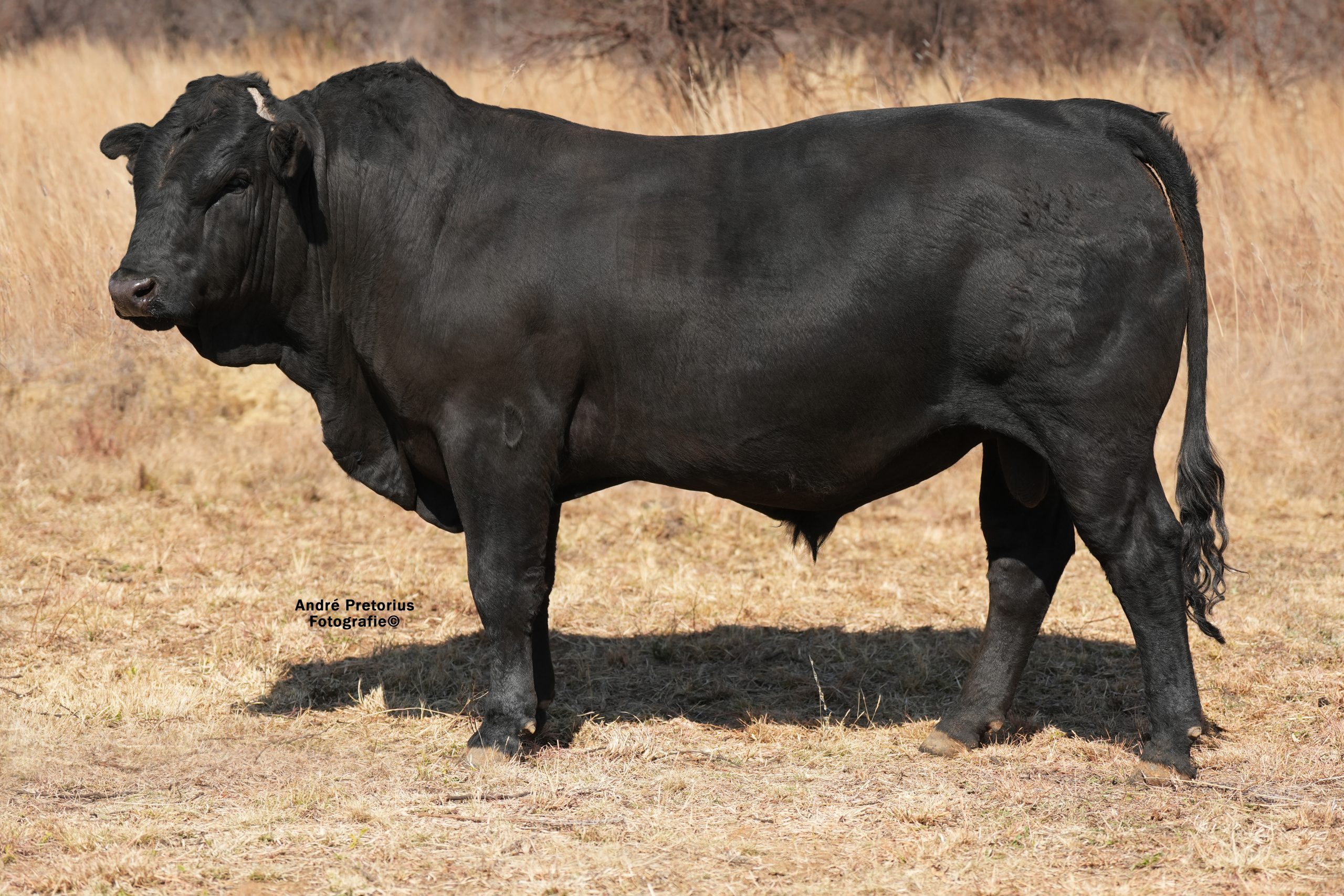 Lot 12 - BH23-32