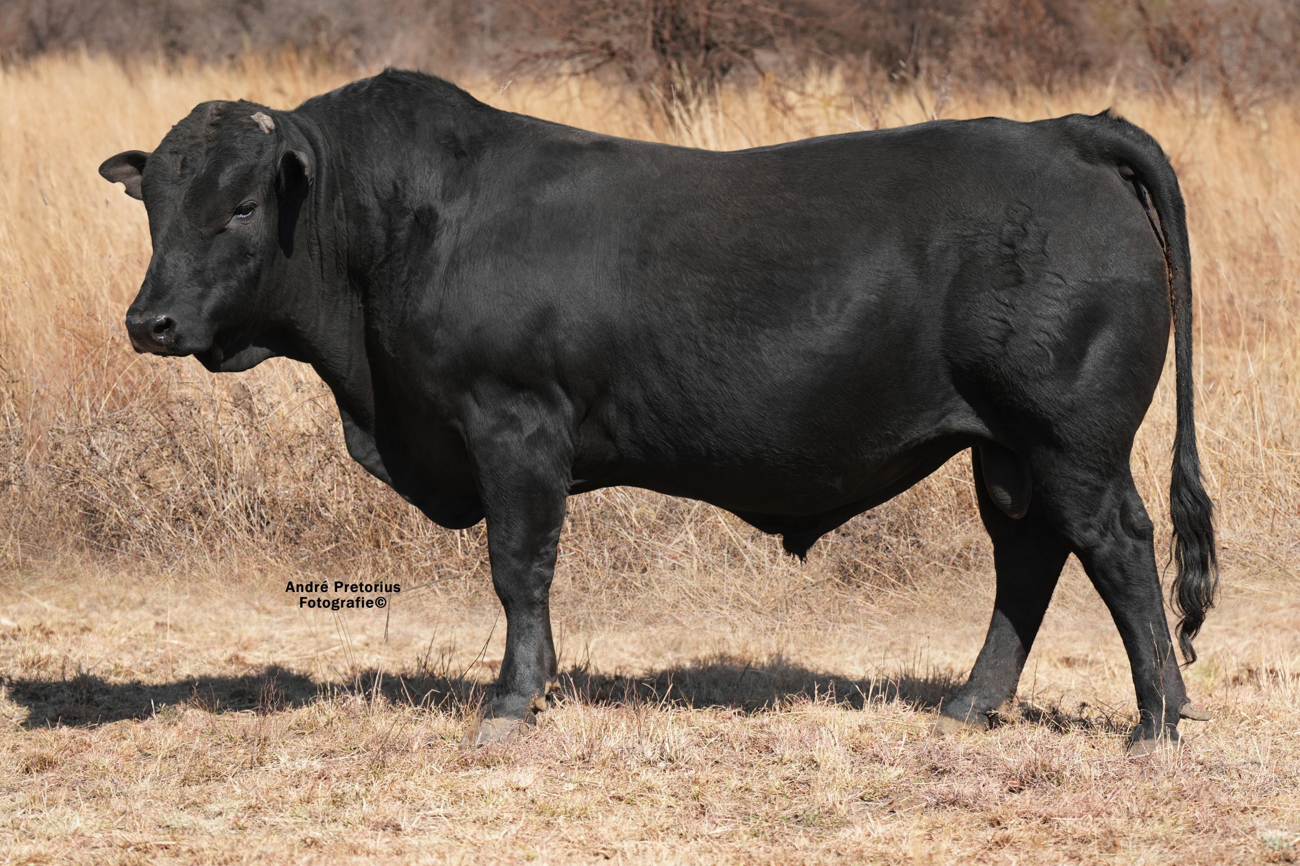 Lot 13 - BH23-35