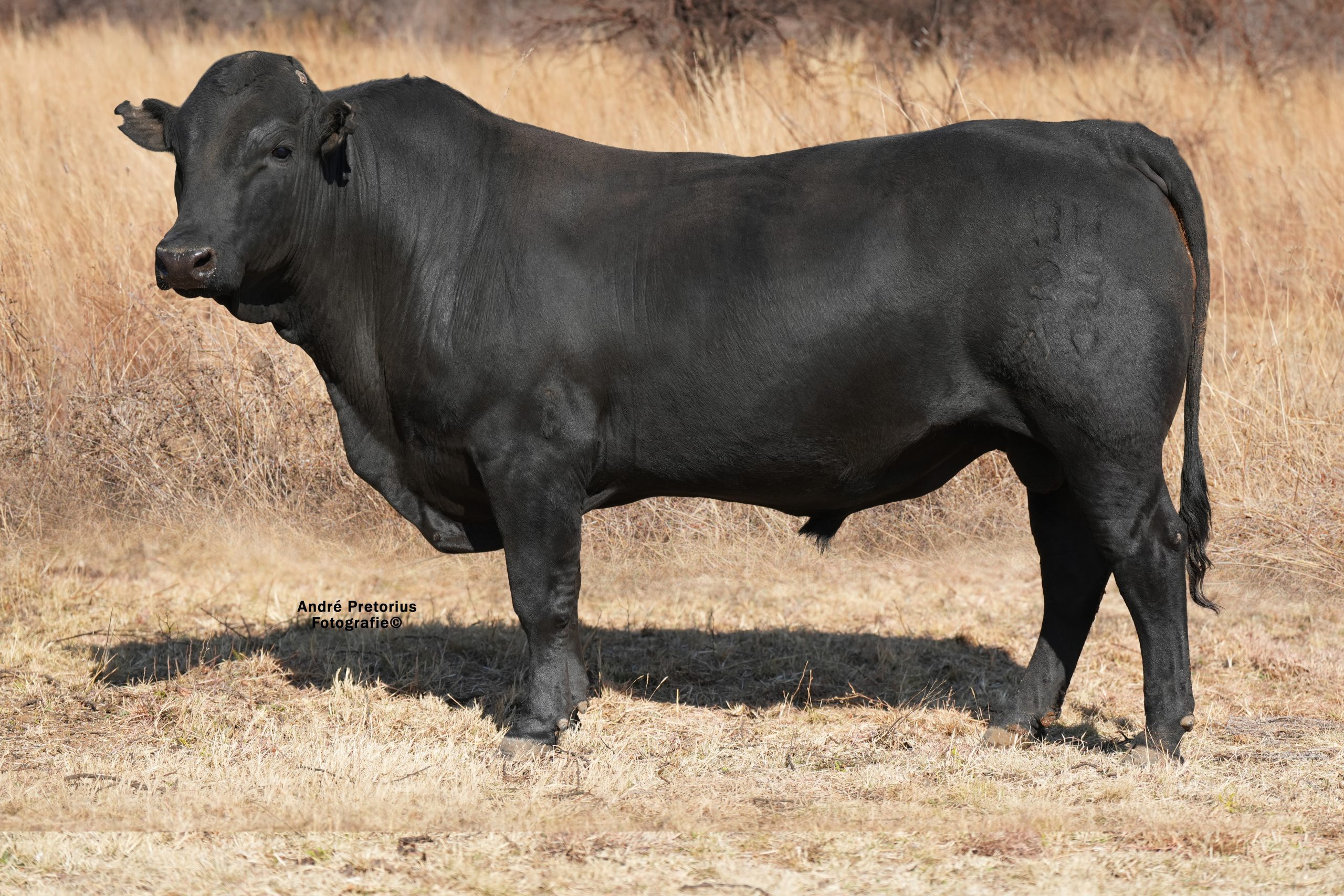 Lot 14 - BH23-69