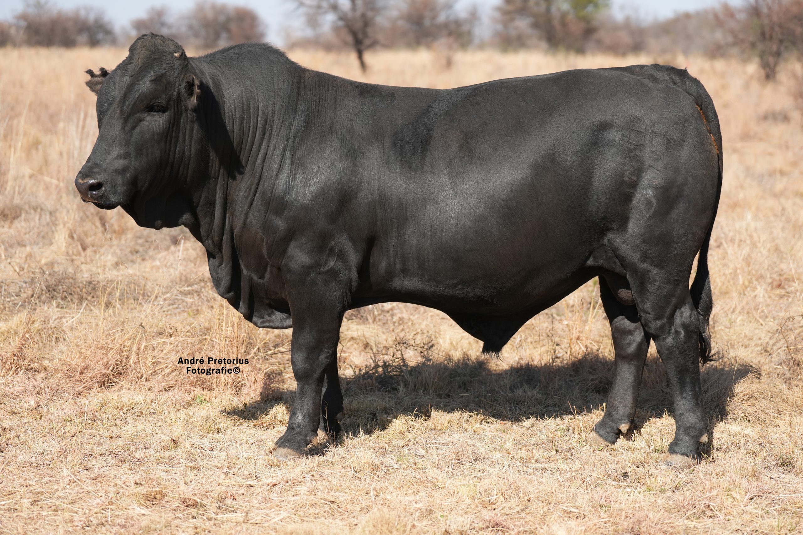 Lot 15 - BH23-79