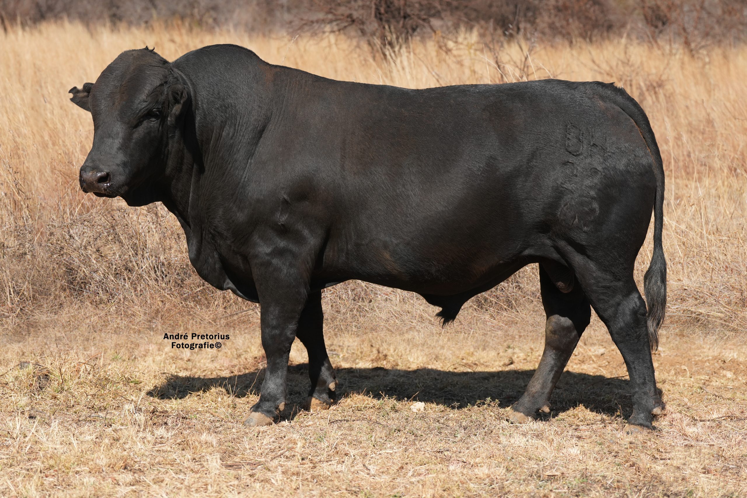 Lot 18 - BH22-62
