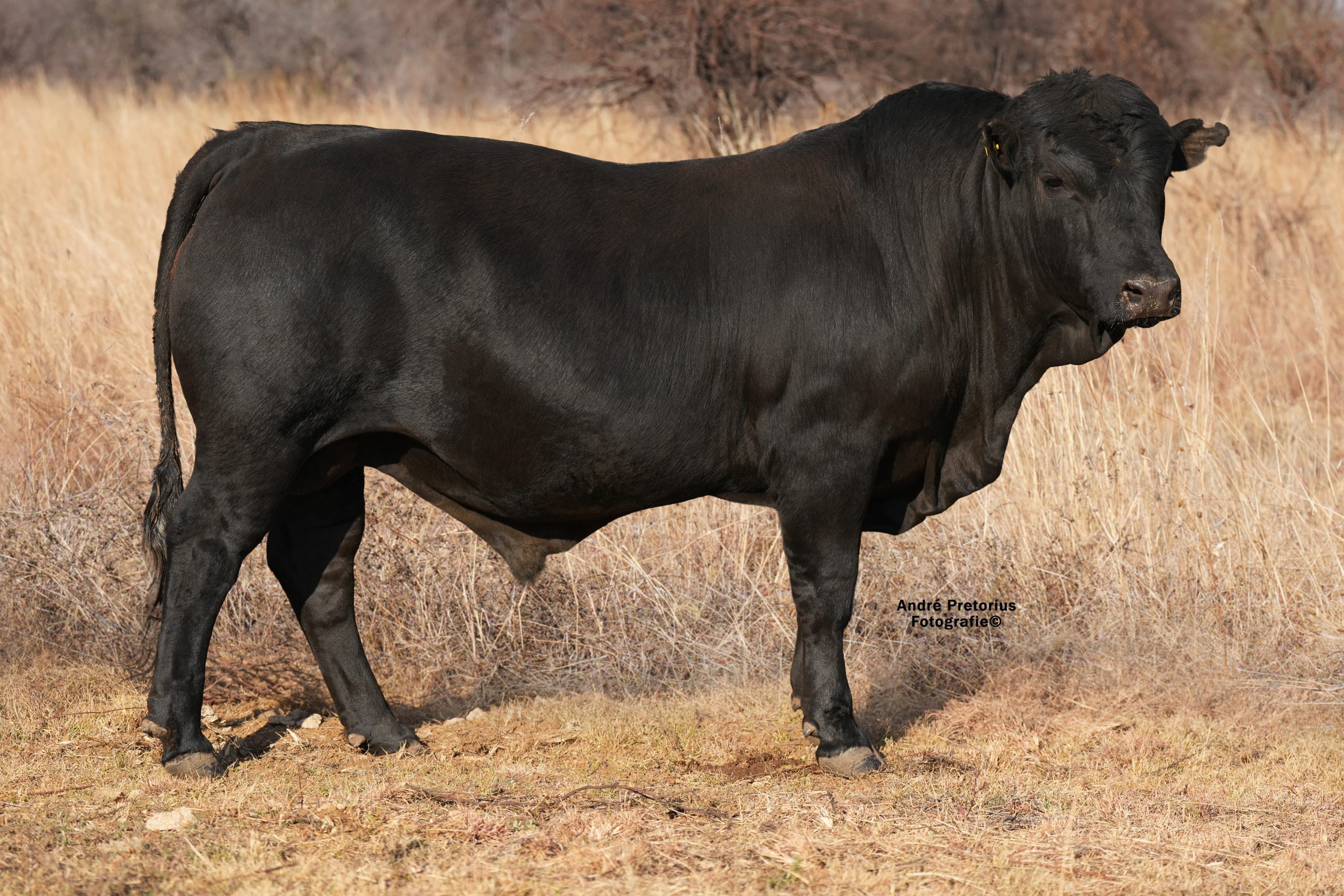Lot 2 - BH23-64