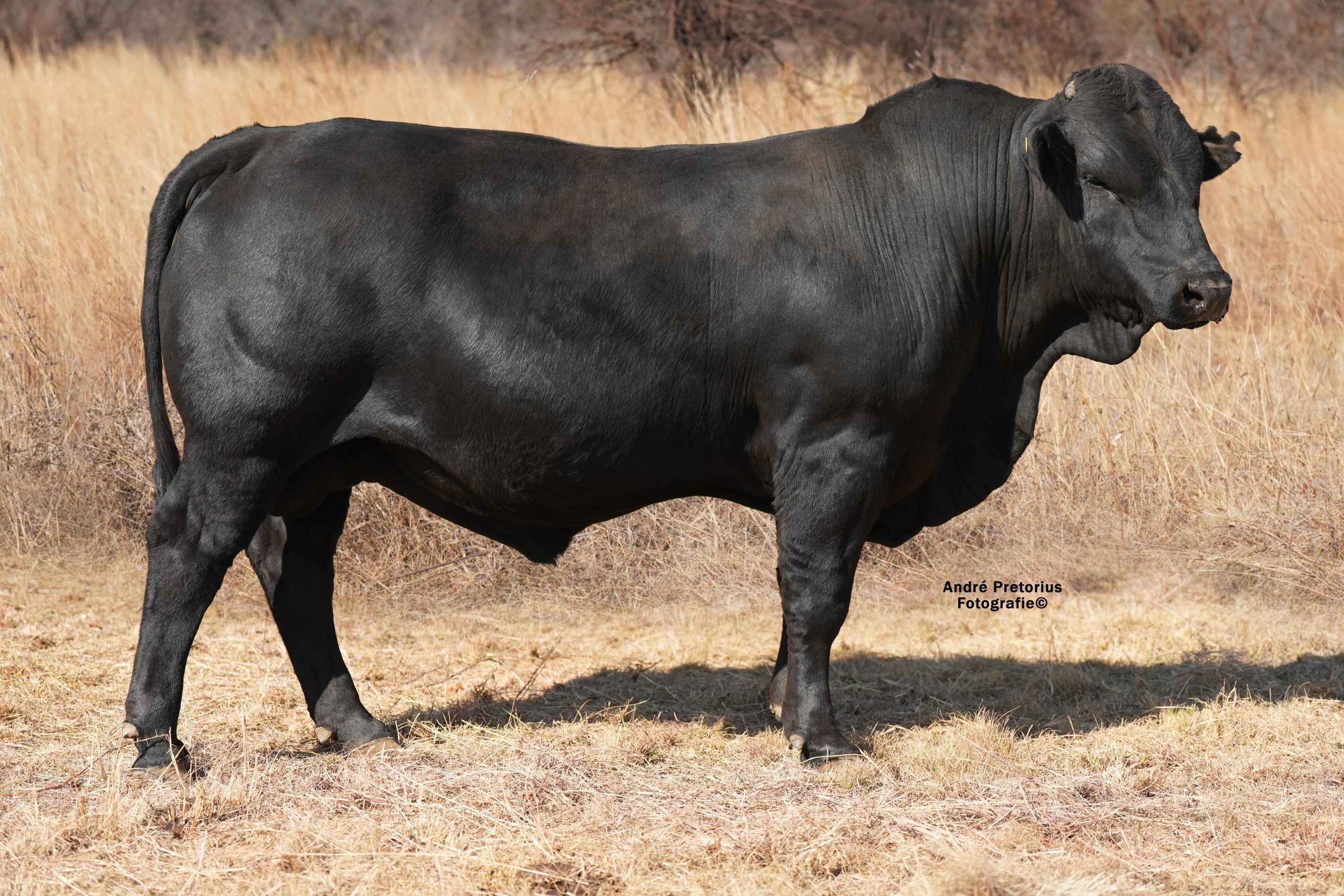 Lot 22 - BH23-117