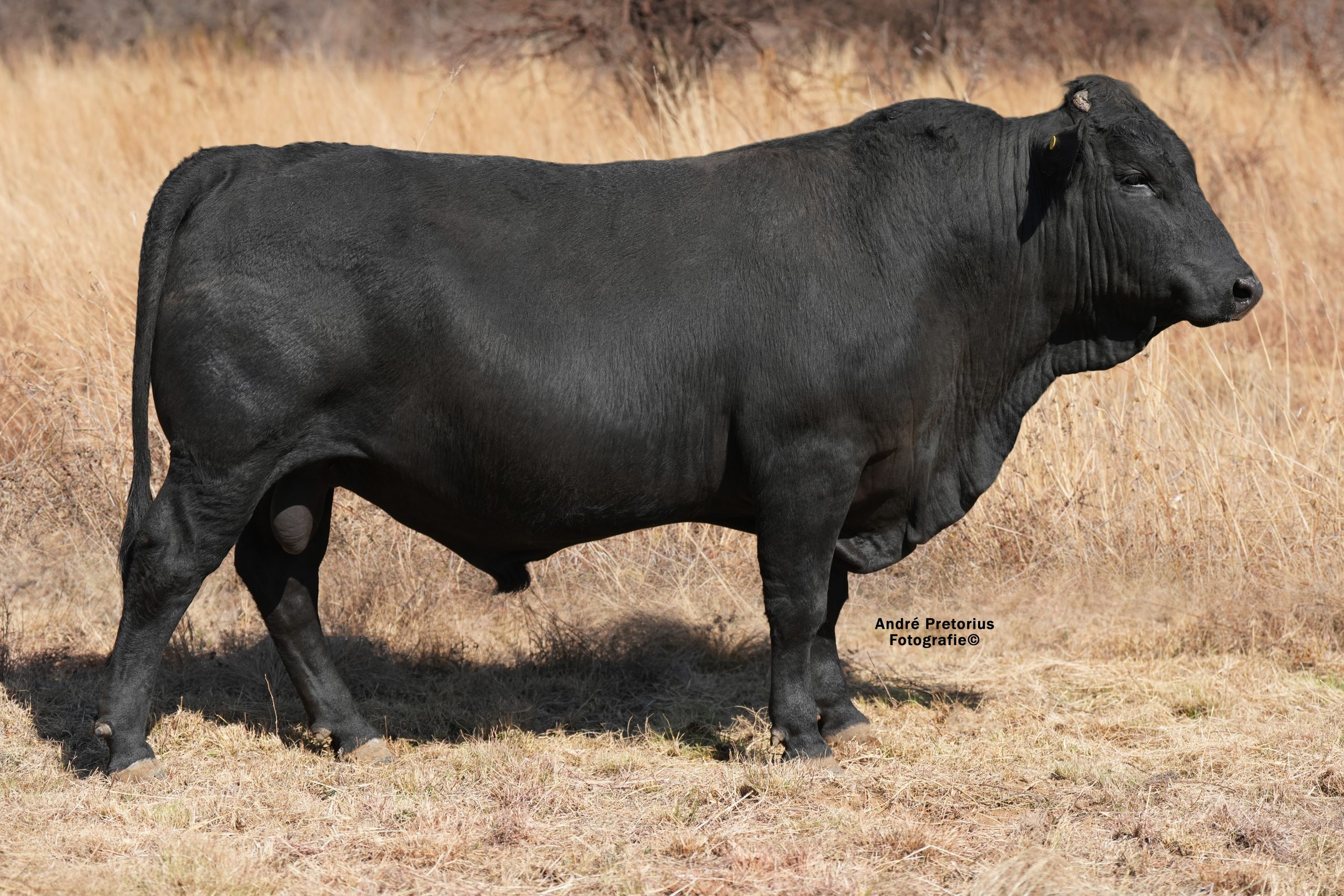 Lot 23 - BH23-14