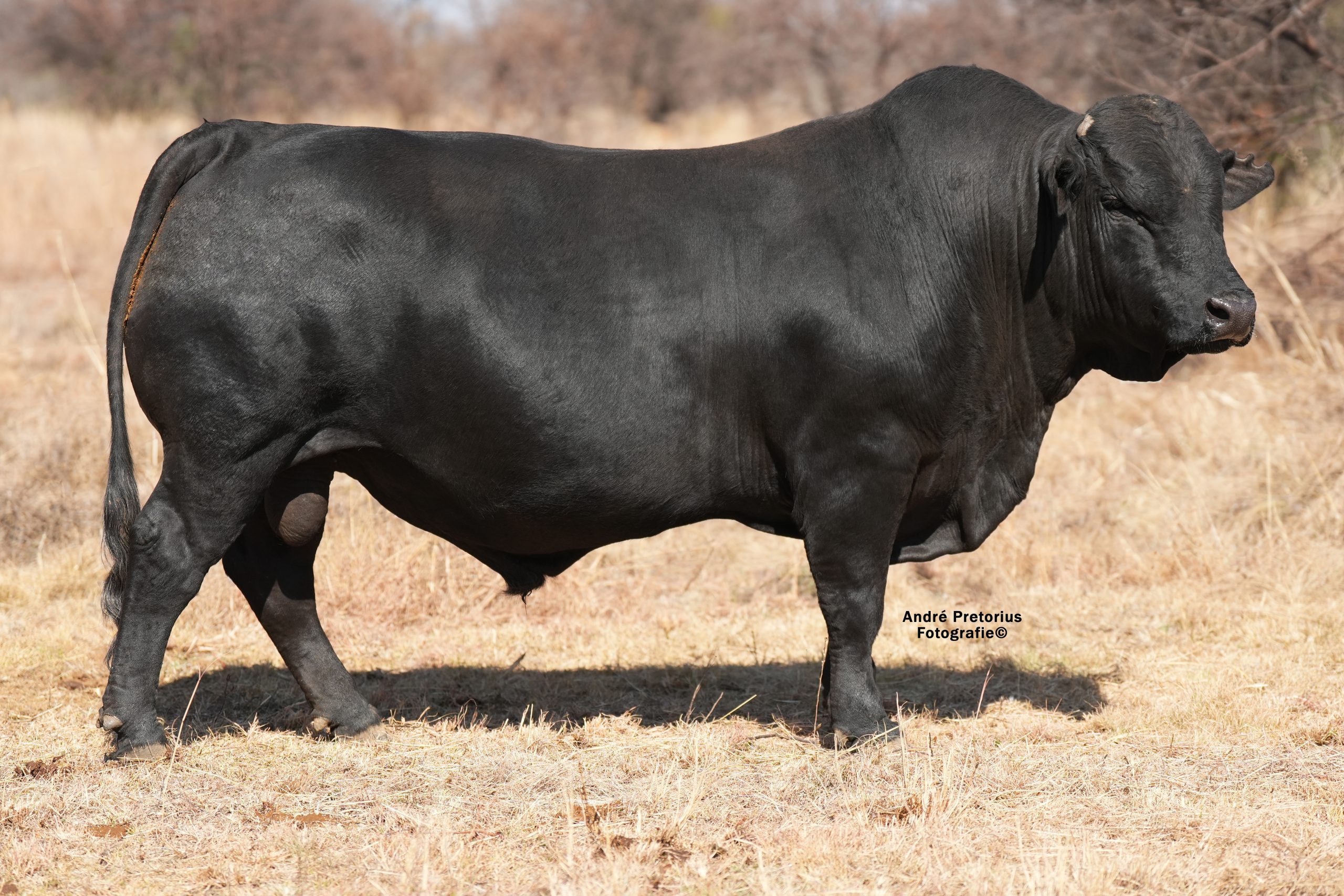 Lot 3 - BH22-22