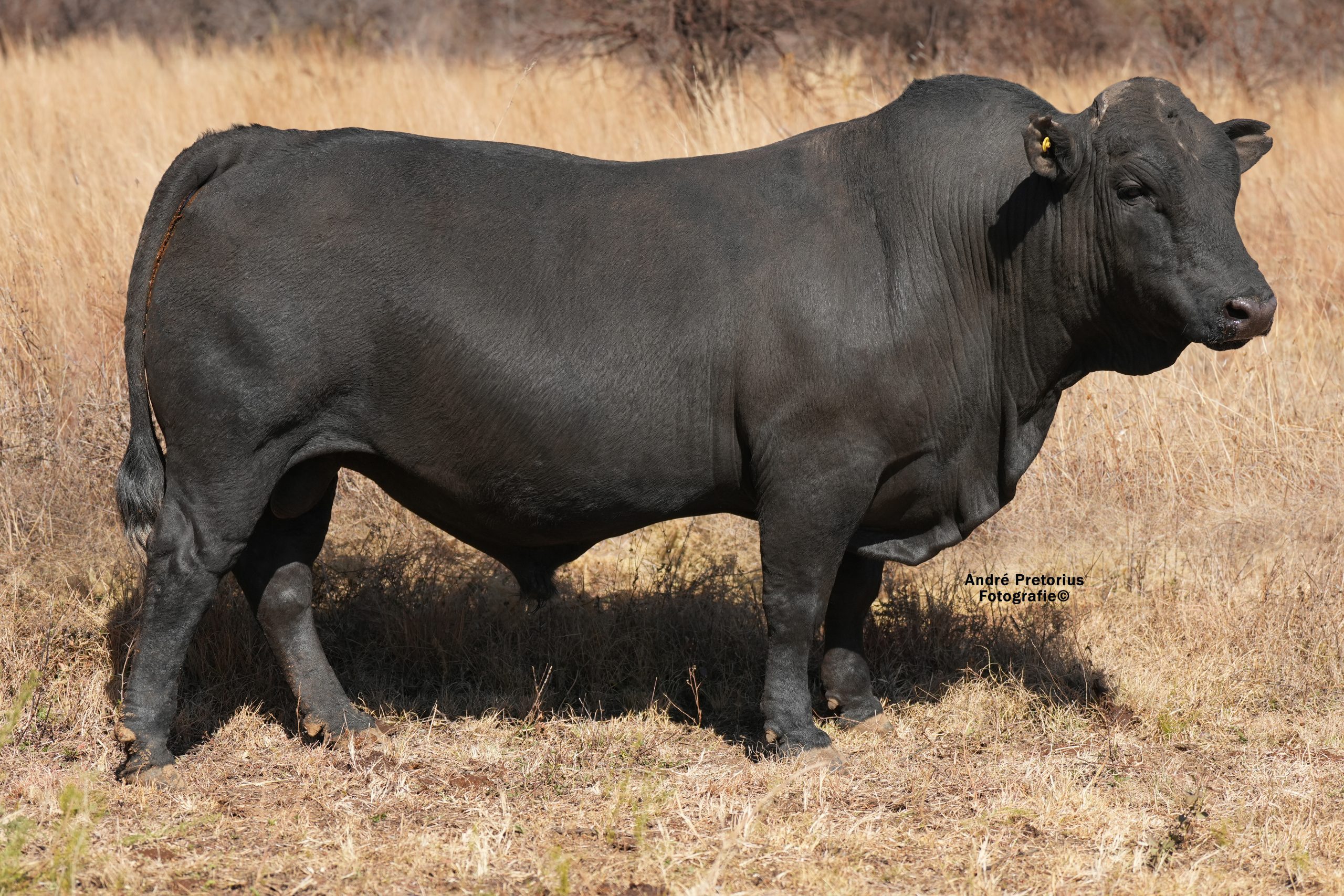 Lot 4 - BH22-75