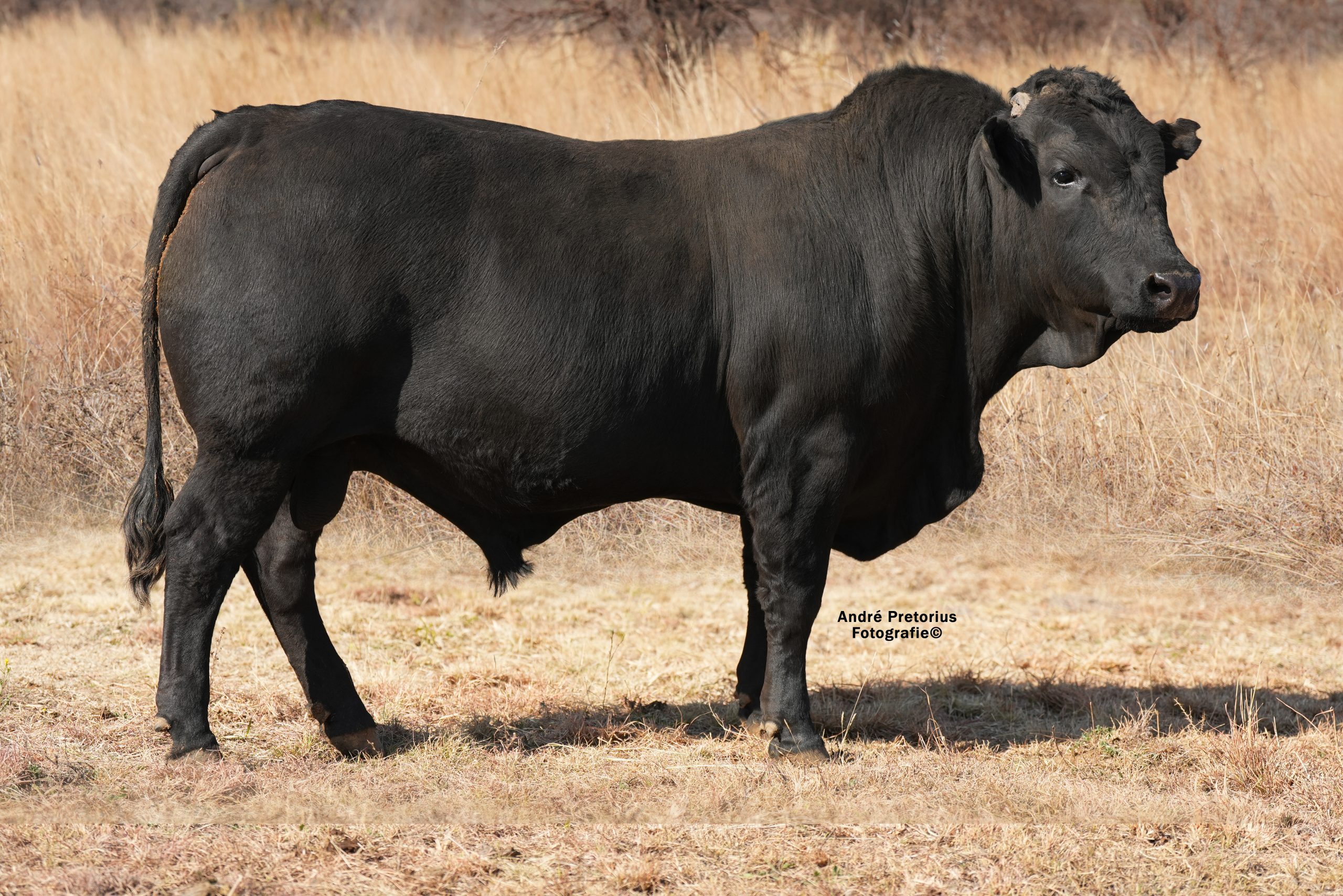 Lot 7 - BH23-49
